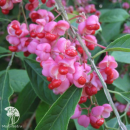 Бересклет пробковый на штамбе