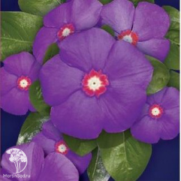 Барвинок Пино Нуар F1