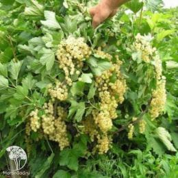 Смородина белая Версальская