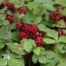 Княженика Пима