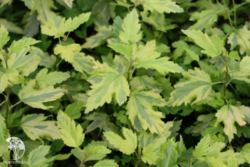 Фото Пузыреплодник калинолистный Энис Голд