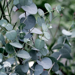 Эвкалипт серебрянный Гунни Сильверана