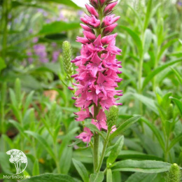 Вероника Пинк Гоблин