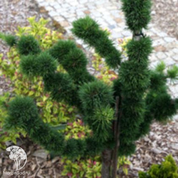 Лиственница европейская Крейчи на штамбе