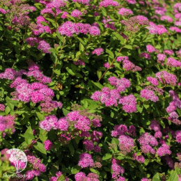 Спирея японская Фробеля