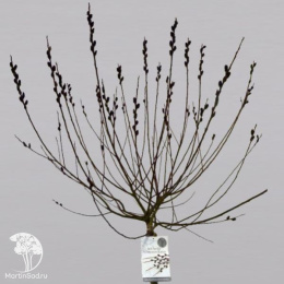 Ива тонкостолбиковая Куроме на штамбе