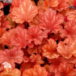 Гейхера гибридная Рио