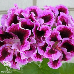 Пеларгония королевская