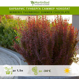 Барбарис Тунберга Саммер Чоколат