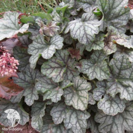 Сверхвыгодный микс! Гейхера Венус + Гейхера Шанхай + Гейхера Литтл Кьюти Пеперминт