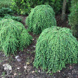 Тсуга канадская Пендула на штамбе