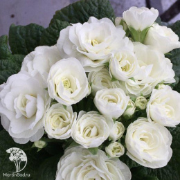 Примула махровая &quot;Тет-А-Тет&quot; Белый Танец F1