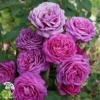 Роза миниатюрная Хайди Клум фото 1 