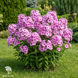 Флокс метельчатый Седая дама