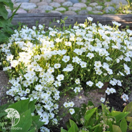 Песчанка Дуновение весны (горная, белая)