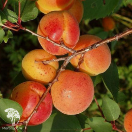 Абрикос обыкновенный Алёша + Ульянихинский