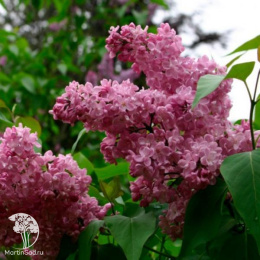 Сирень обыкновенная Жемчужина