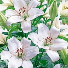 Лилия ЛА-Гибрид Айлинер