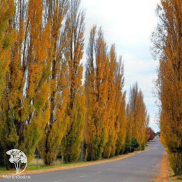  Тополь чёрный Италика