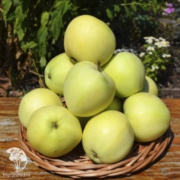 Яблоня Белый налив