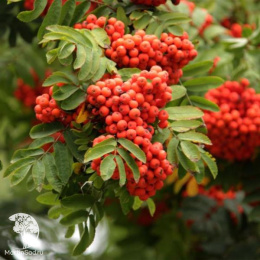 Рябина обыкновенная Россика Майор