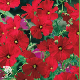 Гипсофила изящная Валентинка Уд. с.