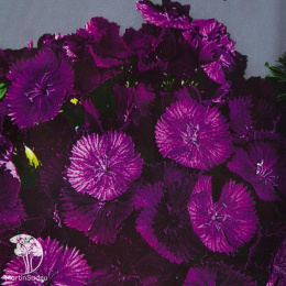 Гвоздика (бородатая) Турецкая Фиолетовая гора