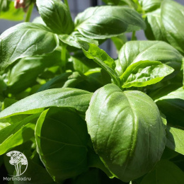 Базилик Аромат Лимона (для чая)