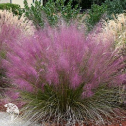 Мюленбергия волосовидная Рози