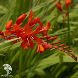 Крокосмия Люцифер