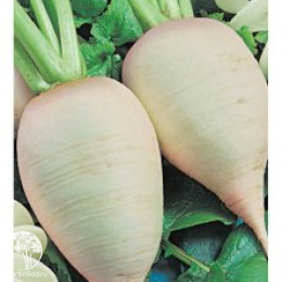 Турнепс Остерзундомский 2,0 г