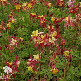 Аквилегия гибридная Хэйлодженсис Рот Голд