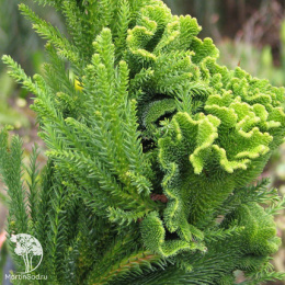 Криптомерия японская Кристата