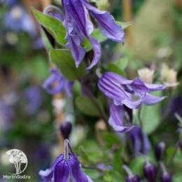 Клематис Литтл Артист