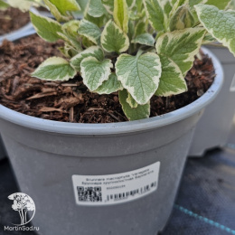 Бруннера крупнолистная Вариегата