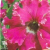 Петуния Кринолин розовый F1 Фриллитуния (серия Розовые сны) бахромчатая фото 2 