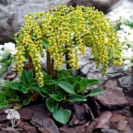 Chiastophyllum oppositifolia Хиастофиллум супротивнолистный