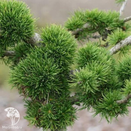 Лиственница европейская Крейчи Мутейшн на штамбе