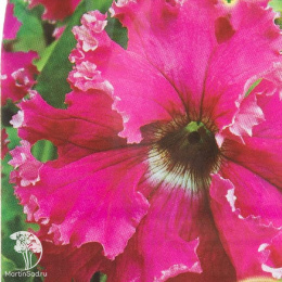 Петуния Кринолин розовый F1 Фриллитуния (серия Розовые сны) бахромчатая