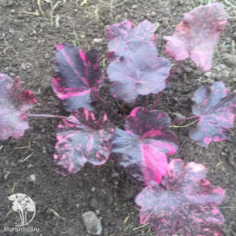 Гейхера Миднайт Роуз Селект