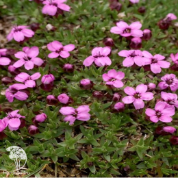 Silene acaulis Смолевка бесстебельная