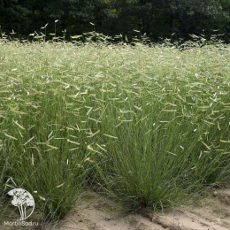 Бутелуа изящная  Ред Ривер