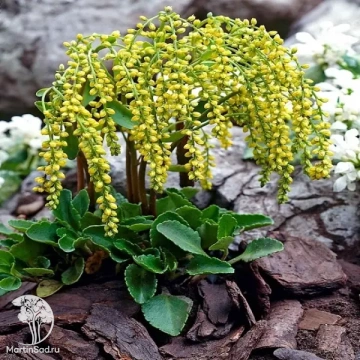 Фото Chiastophyllum oppositifolia Хиастофиллум супротивнолистный