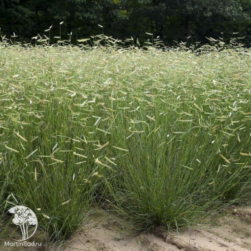 Фото Бутелуа изящная  Ред Ривер