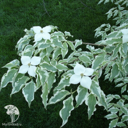 Дёрен коуза Вулф Айс