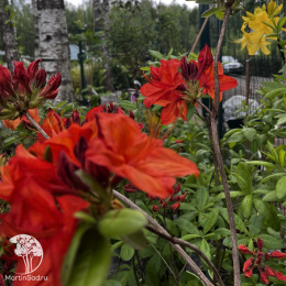 Азалия крупноцветковая Фейерверк