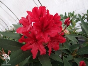 Фото Рододендрон гибридный Тарагона