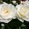 Роза флорибунда Шнивитхен на штамбе фото 2 