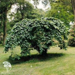 Вяз шершавый Кампердовнии