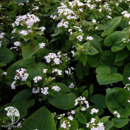 Бруннера крупнолистная